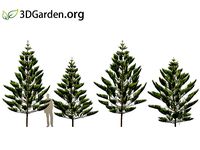 Araucaria heterophylla - norfolk Island pine 04