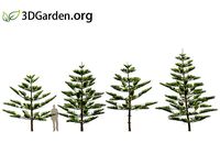 Araucaria heterophylla - norfolk Island pine 03