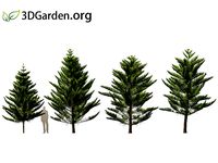 Araucaria heterophylla - norfolk Island pine 02