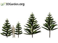 Araucaria heterophylla - norfolk Island pine 01