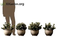 Raphiolepis Oriental Pearl - Indian Hawthorn 01