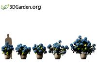 Hydrangea macrophylla - big leaf hydrangea 01