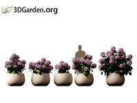 Hydrangea macrophylla - big leaf hydrangea 02