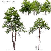 Pinus sylvestris 08
