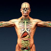 Male and Female Anatomy Complete Pack Textured