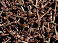 2 PILE OF BIRNED BONES