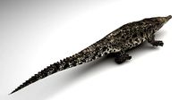 Crocodile
