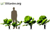 Licuala grandis - Vanuatu Fan Palm 04