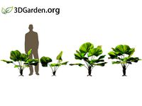 Licuala grandis - Vanuatu Fan Palm 03