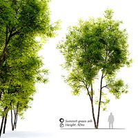 Summit green ash 2