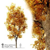 Autumn Alnus glutinosa