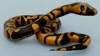 Python Snake - Rigged - Game Ready - PBR