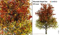 3 colored autumn mountain maple tree