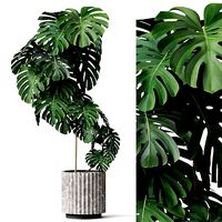 Plants collection 779