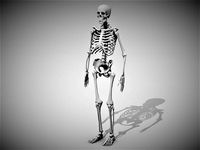 skeleton