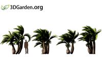 Hyophorbe lagenicaulis - bottle palm 08