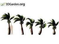 Hyophorbe lagenicaulis - bottle palm 06