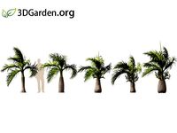 Hyophorbe lagenicaulis - bottle palm 04