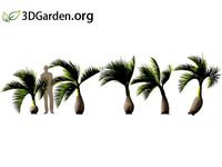 Hyophorbe lagenicaulis - bottle palm 02