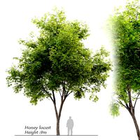 Honey locust