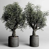 Collection outdoor plant 129 pot old olive tree concrete old