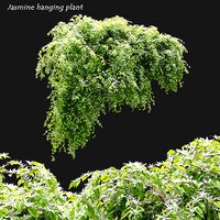 Jasmine hanging plant