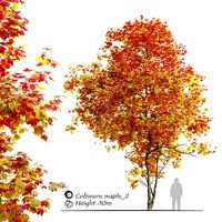 Autumn Acer cappadocicum