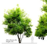 Alee chinese elm