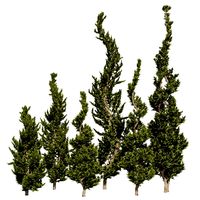6 Conifer Topiary Trees (336449)