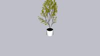 Xian, Plant_1
