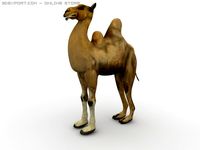 Bactrian camel 3D Model