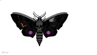 CELEST FLY