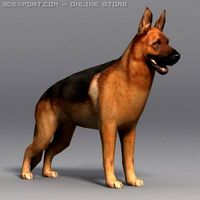 German Shepherd 3D Model
