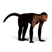 Capuchin Monkey 3D Model