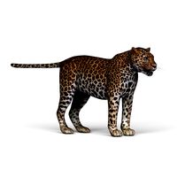 Jaguar 3D Model
