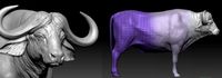 buffalo+uv