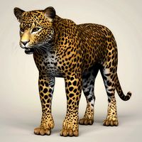 Photorealistic Wild Leopard 3D Model