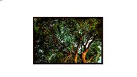 Quadro Lu Oliari Orgânico para Artimage