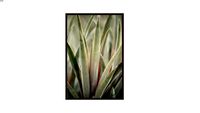 Quadro Lu Oliari Orgânico para Artimage