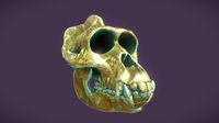 gorilla_skull_again