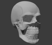 Solid skull sculpt