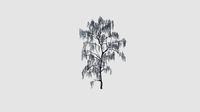 Betula