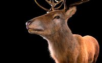 stag deer rigged low poly animal