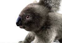 koala hair fur rigged low poly animal