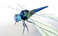 dragonfly rigged hairs pbr low poly insect