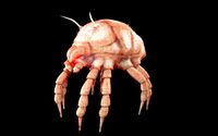 dust mite pbr rigged low poly insect