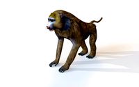 baboon monkey rigged animal
