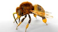 bee rigged hairs insect