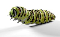caterpillar rigged hairs insect pbr low poly