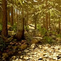 European French Forest